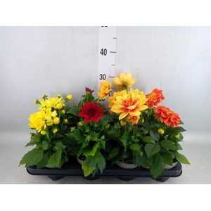 Dahlia DE 'Labella Medio'   ...mix