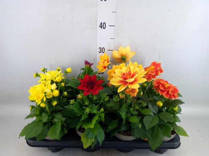 <h4>Dahlia DE 'Labella Medio'   ...mix</h4>