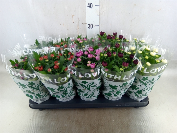 <h4>Chrysanthemum   ..mix 5</h4>