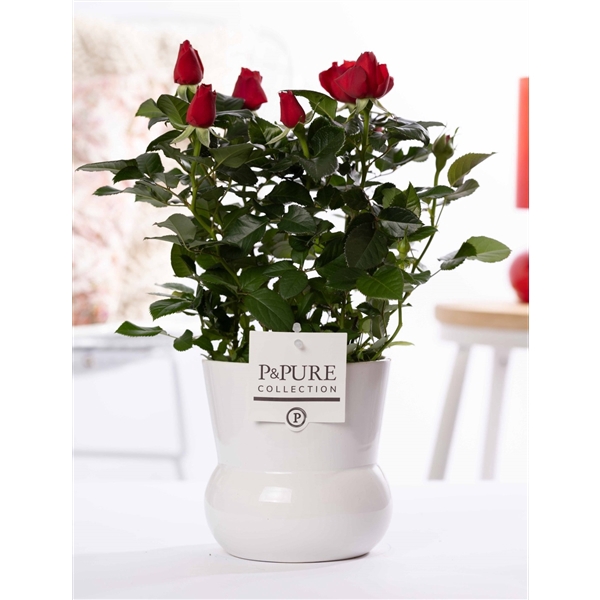 <h4>Rosa red in P&PURE Plant Vase Maxima white</h4>