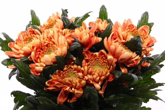 CHR G ROSSANO ORANGE