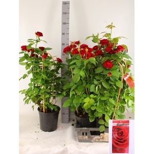 ROSA FL GRAND SELECT