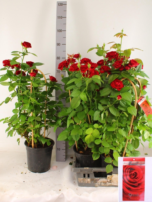 <h4>ROSA FL GRAND SELECT</h4>