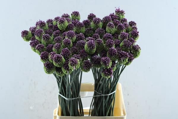 <h4>Allium Sphaer Artistiek L 70</h4>