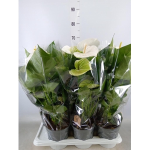 Anthurium  'Pr. Amalia Elegance'