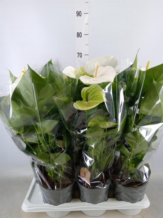 <h4>Anthurium 'Pr. Amalia Elegance'</h4>