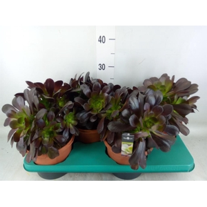 Aeonium arboreum 'Velours'