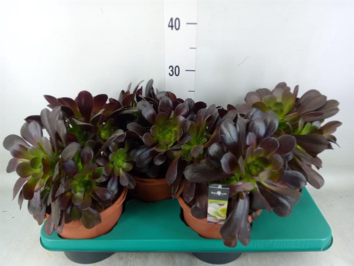 <h4>Aeonium arboreum 'Velours'</h4>