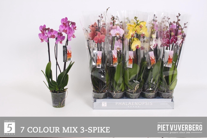 <h4>PHAL GEM 7 KL</h4>