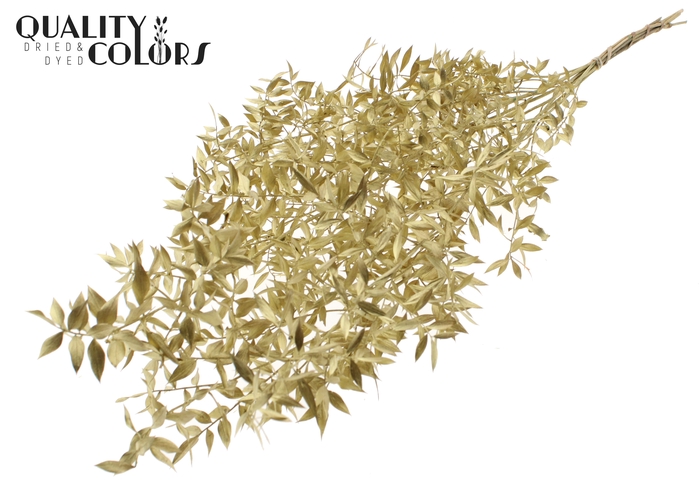 <h4>Ruscus 70cm 5 pc/bunch Gold (2x5 bunch/poly)</h4>