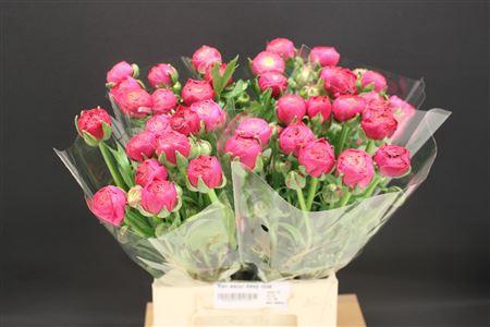 <h4>Ran Aazur Deep Rose</h4>