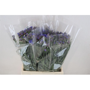 Centaurea Blue Carpet Blue