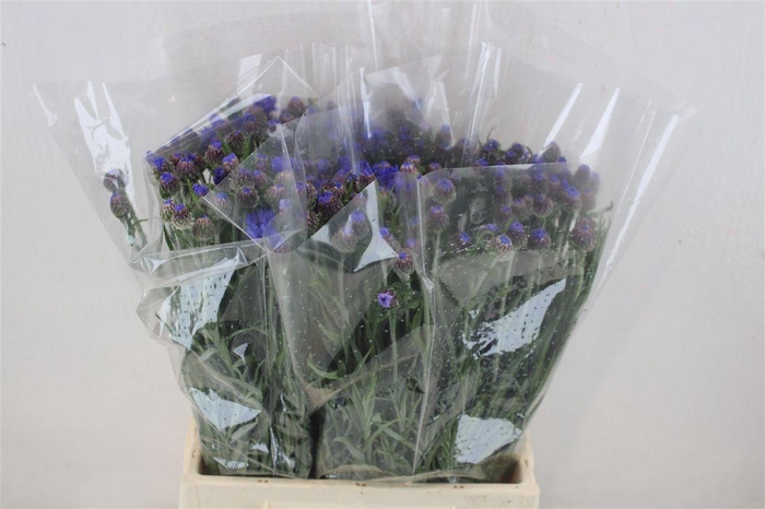 <h4>Centaure Blue Carpet Blau</h4>