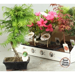 BONSAI GEM