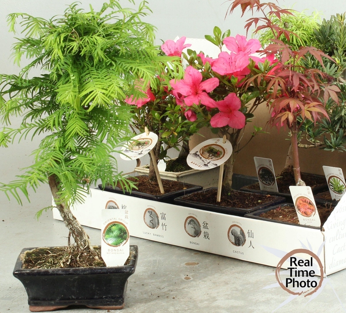 <h4>BONSAI GEM</h4>