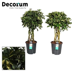 Schefflera koker mix (Gold Capella & Compacta Nora) (Decorum)