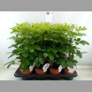 Schefflera arbor. 'Nora'