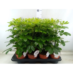 Schefflera arbor. 'Nora'