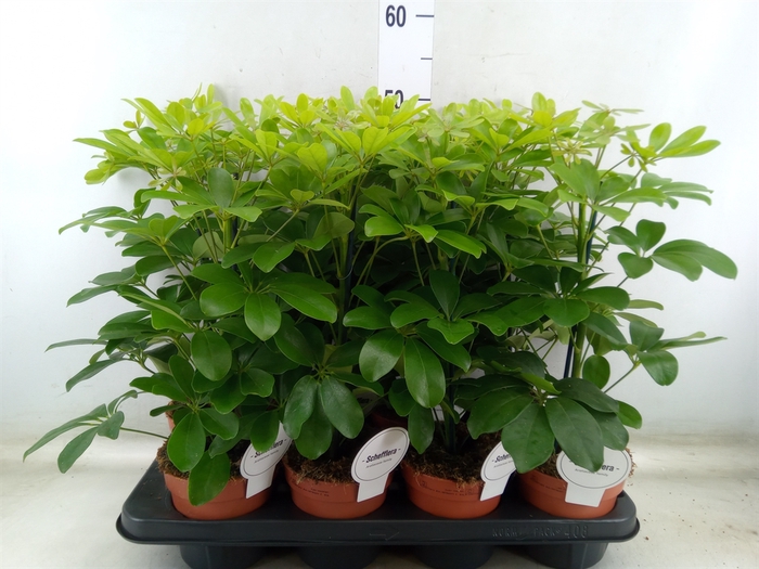 <h4>Schefflera arbor. 'Nora'</h4>
