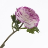 Ranunculus White Purple FL440352WPU