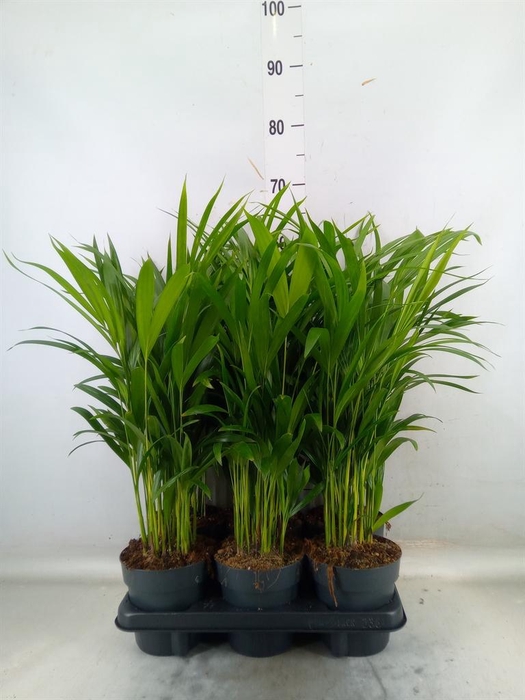 <h4>Dypsis lutescens   ...Chrysalidoca</h4>