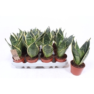 Sansevieria Golden Edge Hahnii