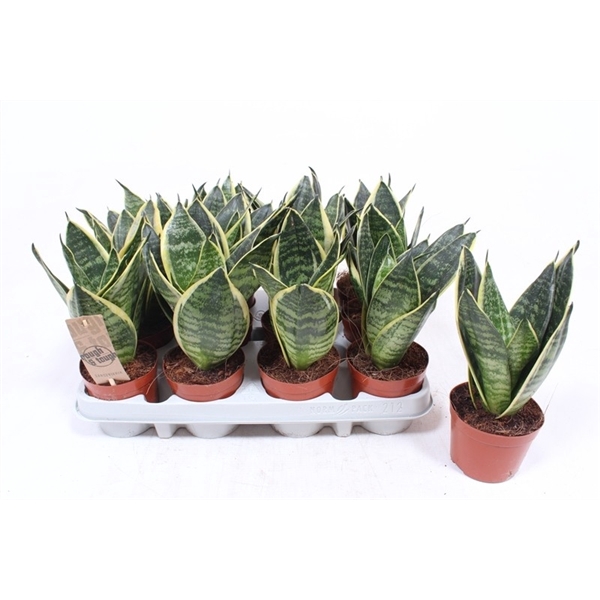 <h4>Sansevieria Golden Edge Hahnii</h4>