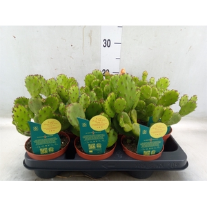Opuntia humifusa