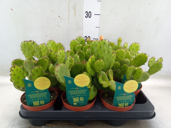 <h4>Opuntia humifusa</h4>