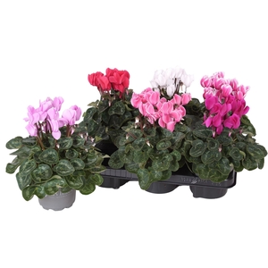 Cyclamen MD 'Allure'