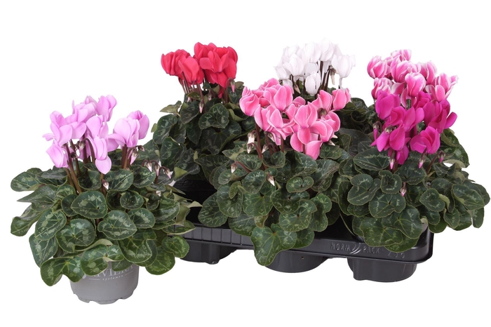 <h4>Cyclamen MD 'Allure'</h4>