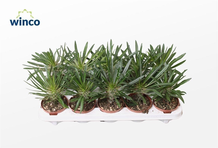 <h4>PACHYPOD LAMEREI</h4>