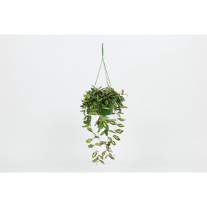 HangonGreen Hoya Burtoniae Variegatum 14 cm