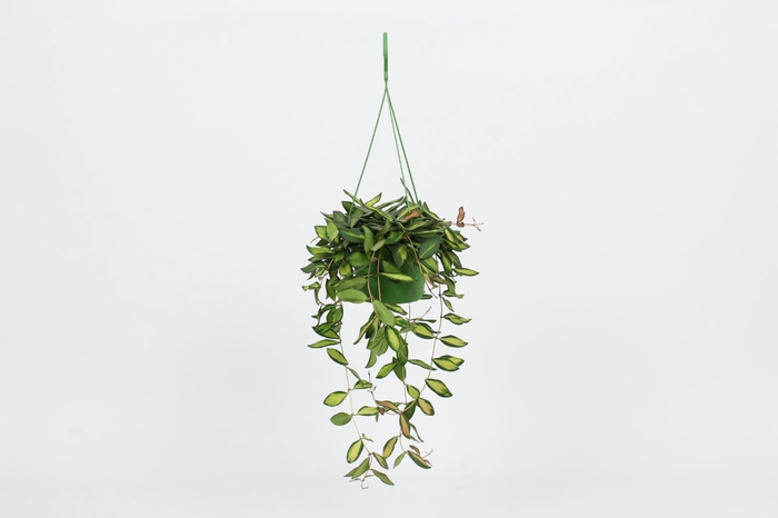 <h4>HangonGreen Hoya Burtoniae Variegatum 14 cm</h4>