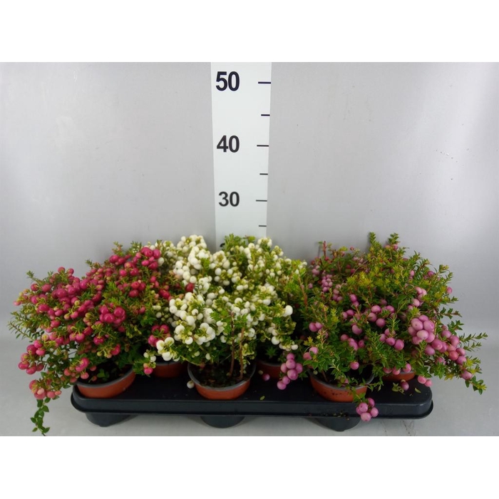 <h4>Gaultheria mucronata</h4>