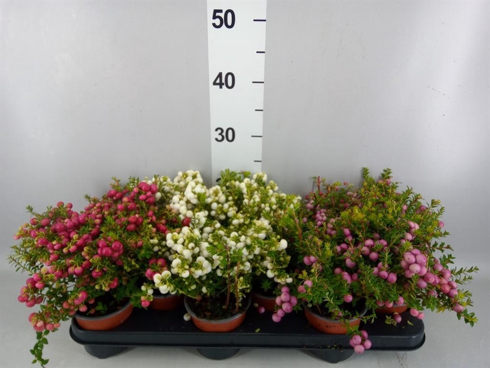 Gaultheria mucronata