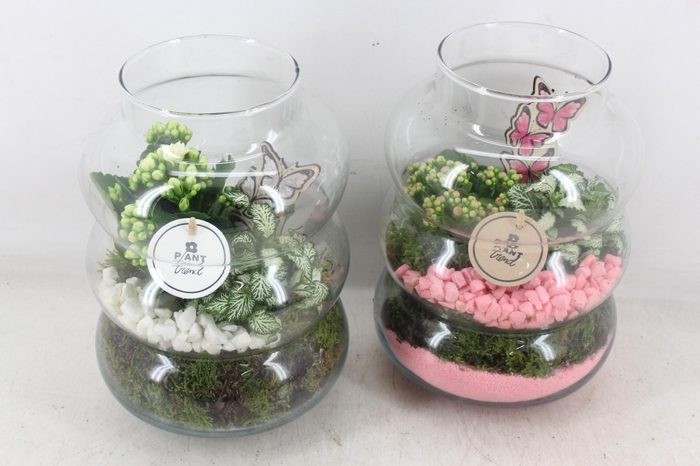 <h4>arr2 PL - Glas ringvaas - roze/wit</h4>