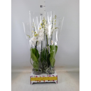 Phalaenopsis   ...white