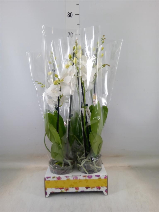 <h4>Phalaenopsis   ...white</h4>