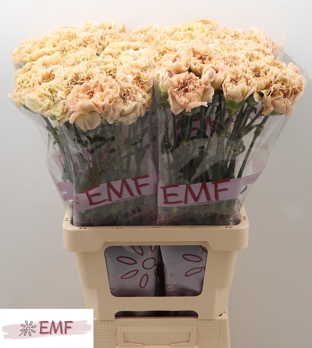 <h4>DI ST LEGE MARRONE</h4>