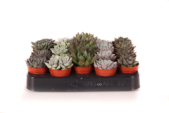 <h4>Echeveria mix 5,5 cm</h4>