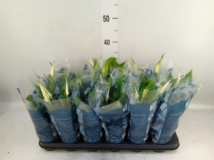 <h4>Spathiphyllum  'Chopin'</h4>
