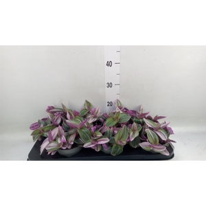 Tradescantia flum. 'Pink Hill'
