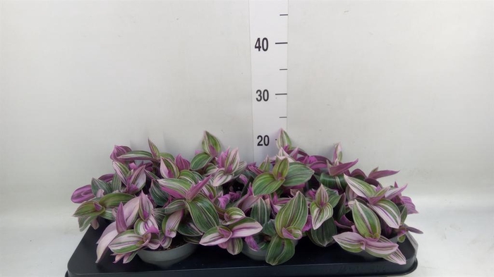 <h4>Tradescantia flum. 'Pink Hill'</h4>