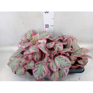 Episcia   ...