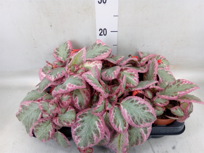 <h4>Episcia   ...</h4>