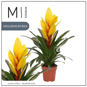Vriesea Intenso Yellow