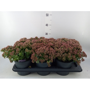 Sedum   ...