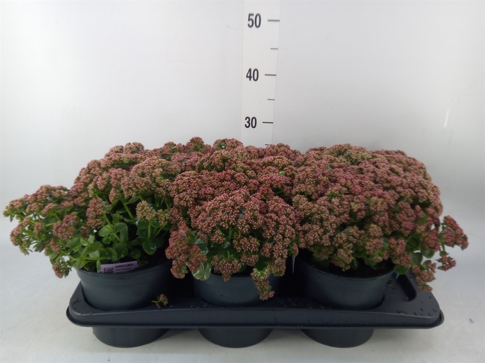 <h4>Sedum   ...</h4>