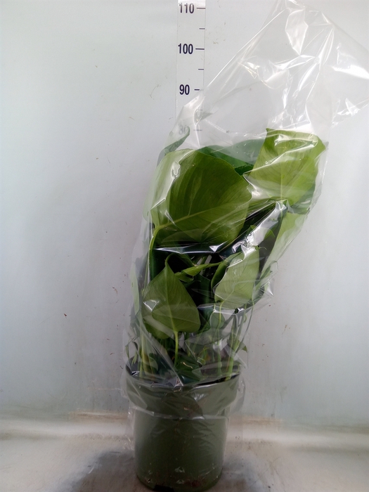<h4>Monstera delic.</h4>